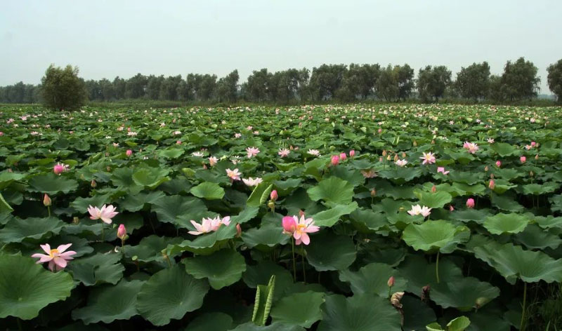 AGע�������(�й�)������ҳ