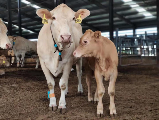 AGע�������(�й�)������ҳ